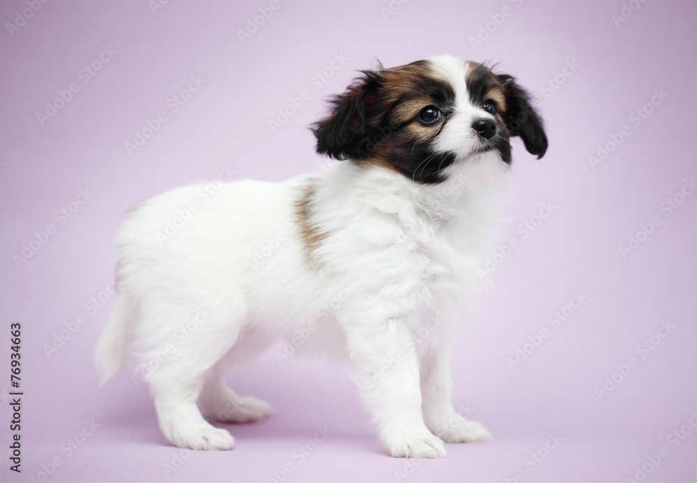Puppy on a violet background