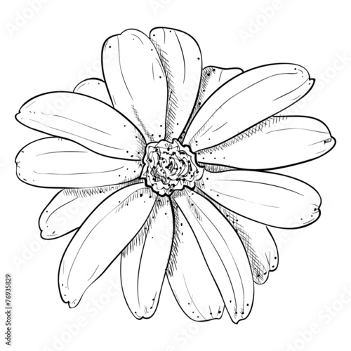 Vector sketch of flower