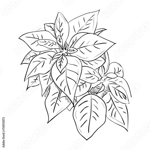 Vector sketch of leafs