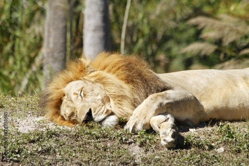 African sleeping lion - Miami Metro Zoo