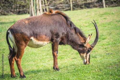 ibex antelope