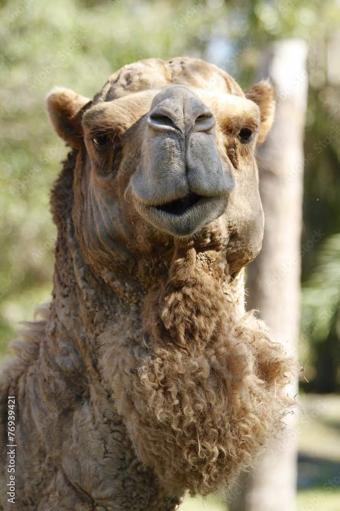 Obraz premium Dromedary Camel