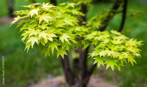 Canvas Print Green leaves on the branches of the Japanese maple
