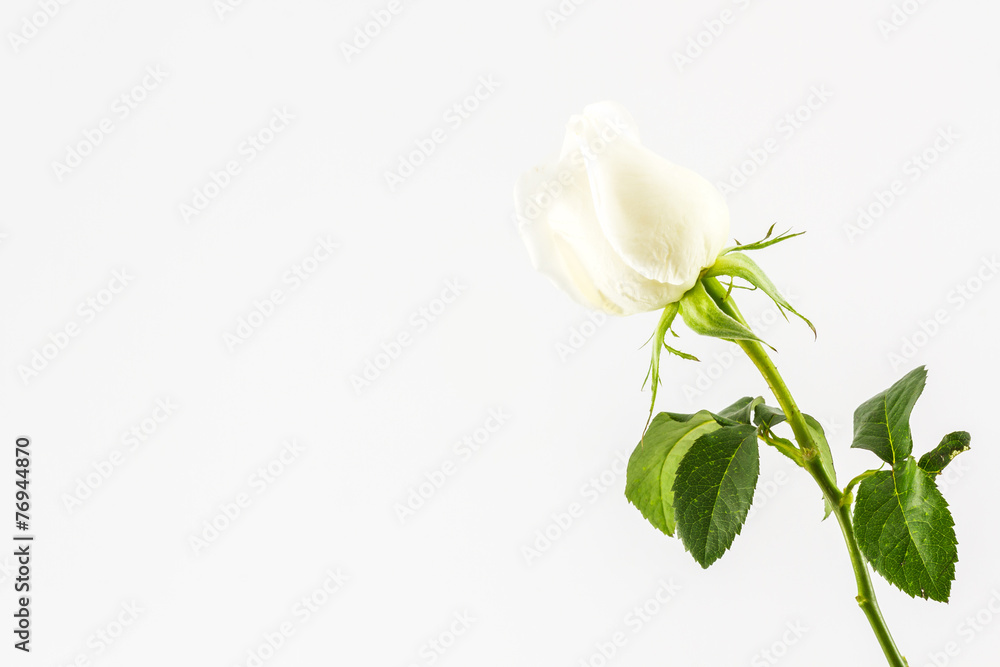 Obraz premium White rose.