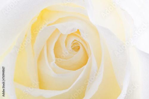 White rose.