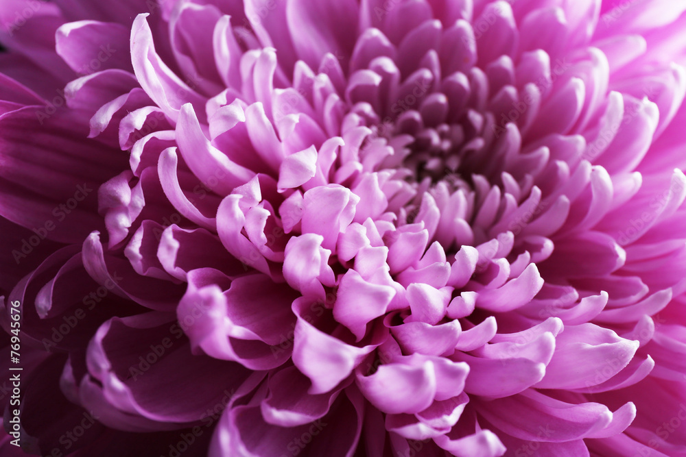 Beautiful chrysanthemum close-up