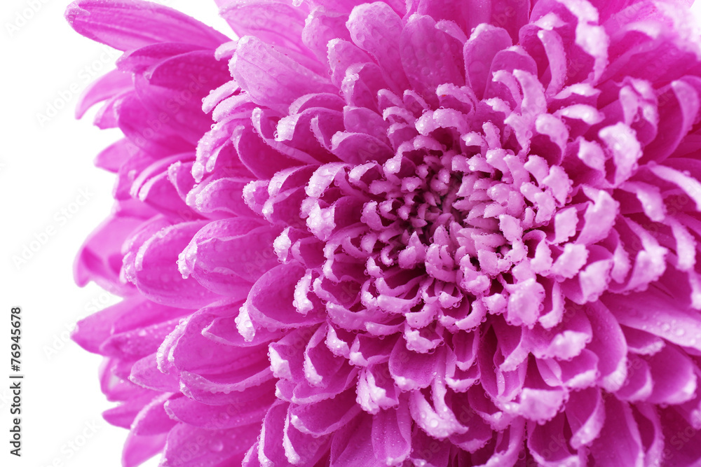 Beautiful chrysanthemum close-up