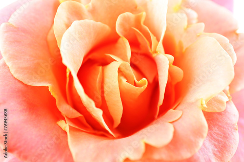 Beautiful orange rose close-up