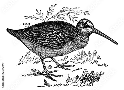 Photo 19th century engraving of a woodcock pbird
