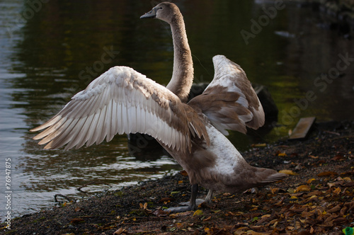 Bild auf Leinwand The Swan