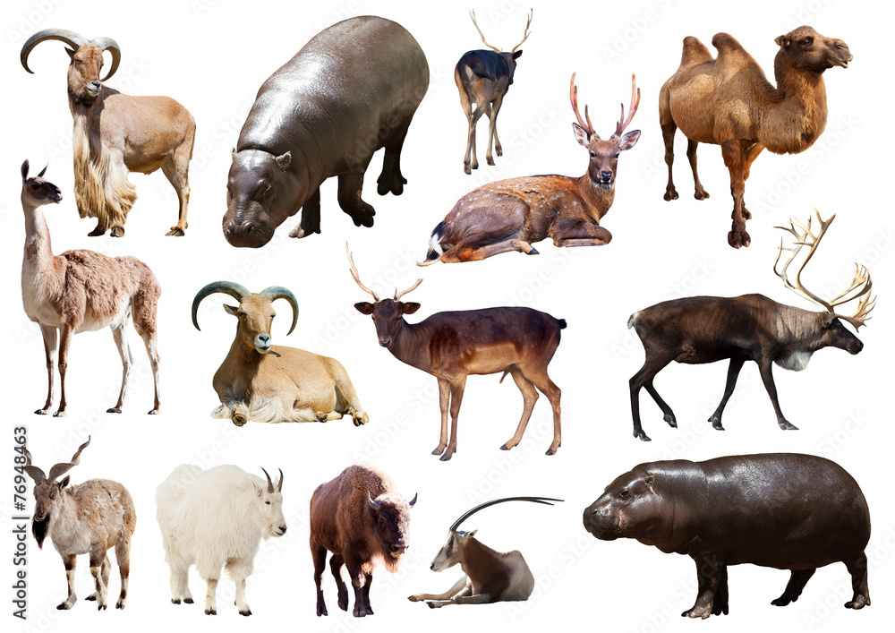 Obraz premium hippo and other Artiodactyla mammal animals