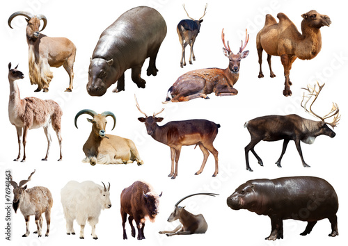  hippo and other Artiodactyla mammal animals