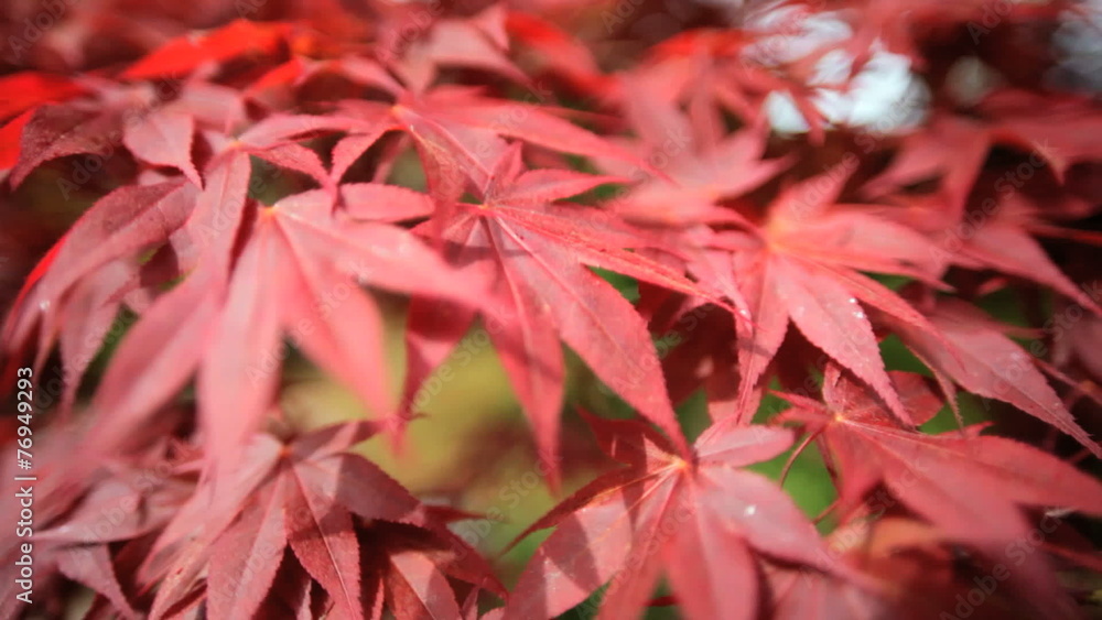 Red Japanese Maple tree Acer Koch Sanso garden Kyoto Japan Red Japanese Maple tree Acer Koch Sanso garden Kyoto Japan