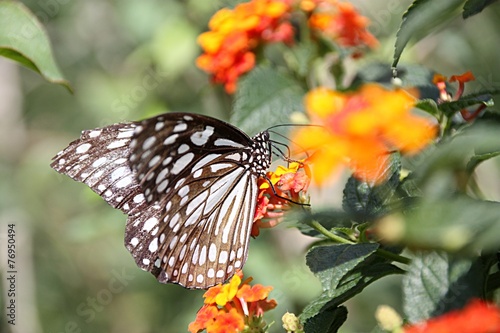 Butterfly on a flower #76950494