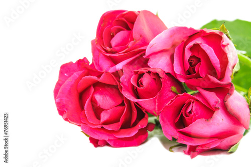 Red roses isolated on a white background.