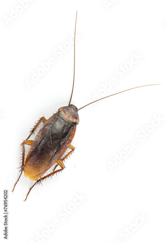 Close up cockroach isolated on white © kwanchaichaiudom