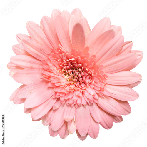 blooming beautiful pink flower isolated on white background
