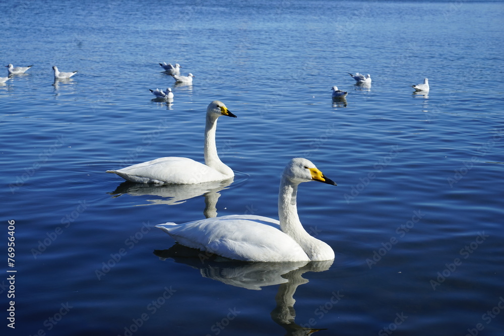 白鳥の湖