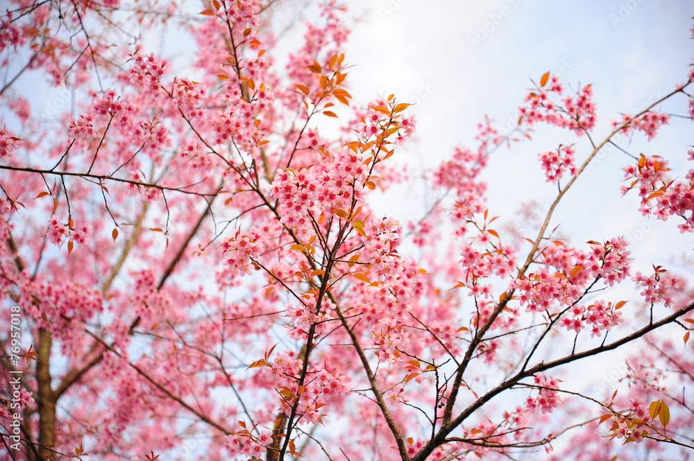 Spring Pink Cherry Blossoms