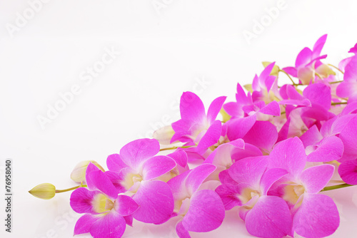 美しい花