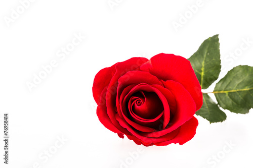 red rose on white background.