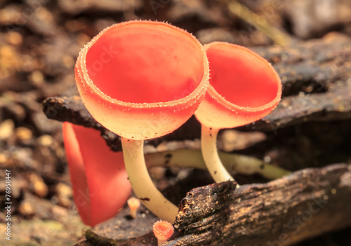 champagne mushroom