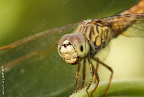 Dragonflies in Nature © taaee