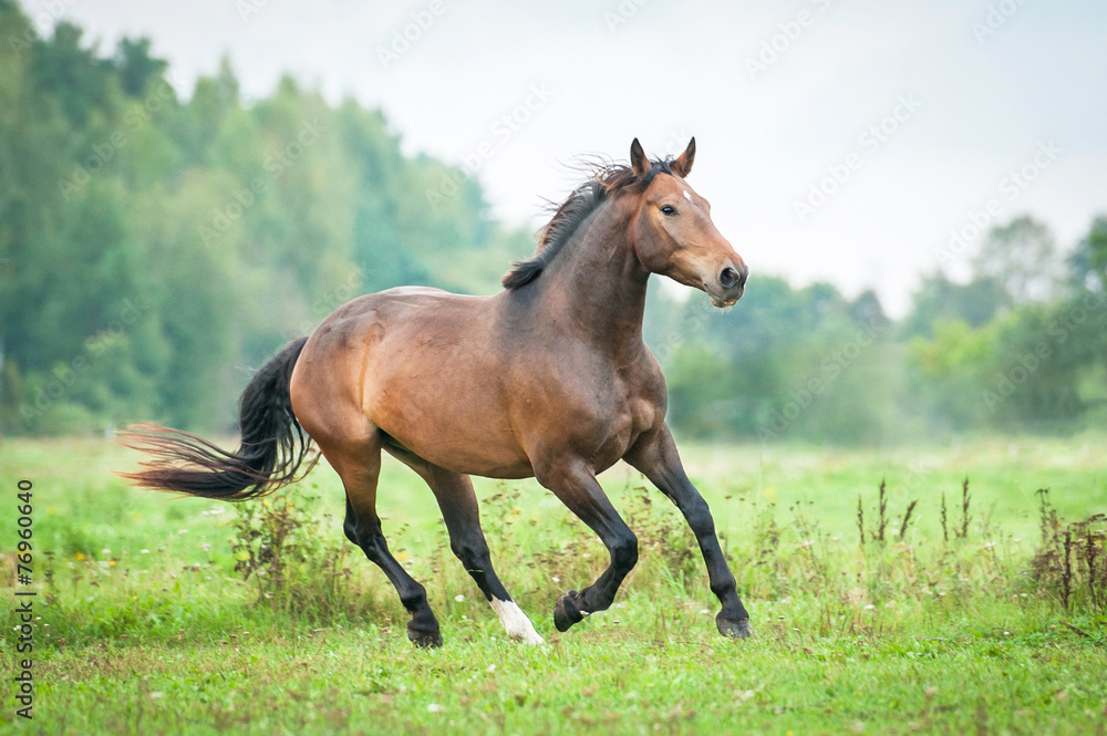 Beautiful bay horse running on the pasture in summer Beautiful bay horse running on the pasture in summer