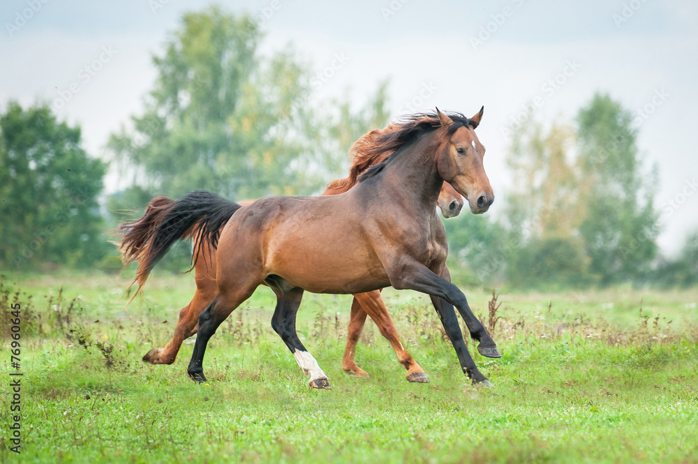 Two horses running on the pasture in summer Two horses running on the pasture in summer