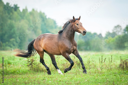 Beautiful bay horse running on the pasture in summer