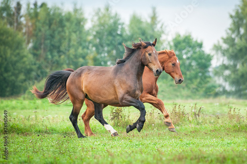 Two horses running on the pasture in summer