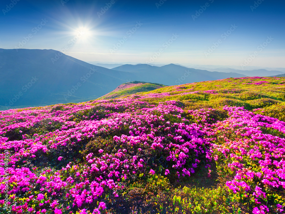 Magic pink rhododendron flowers in the mountains.