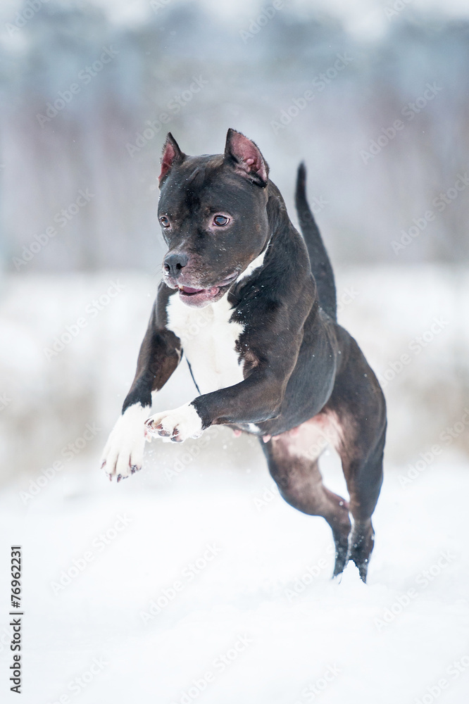American staffordshire terrier playing in winter American staffordshire terrier playing in winter