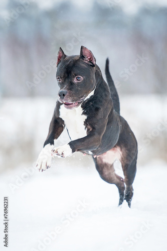 American staffordshire terrier playing in winter