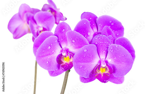 Flowers of orchids