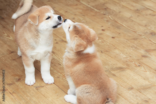 Two Japanese akita-inu puppies kiss