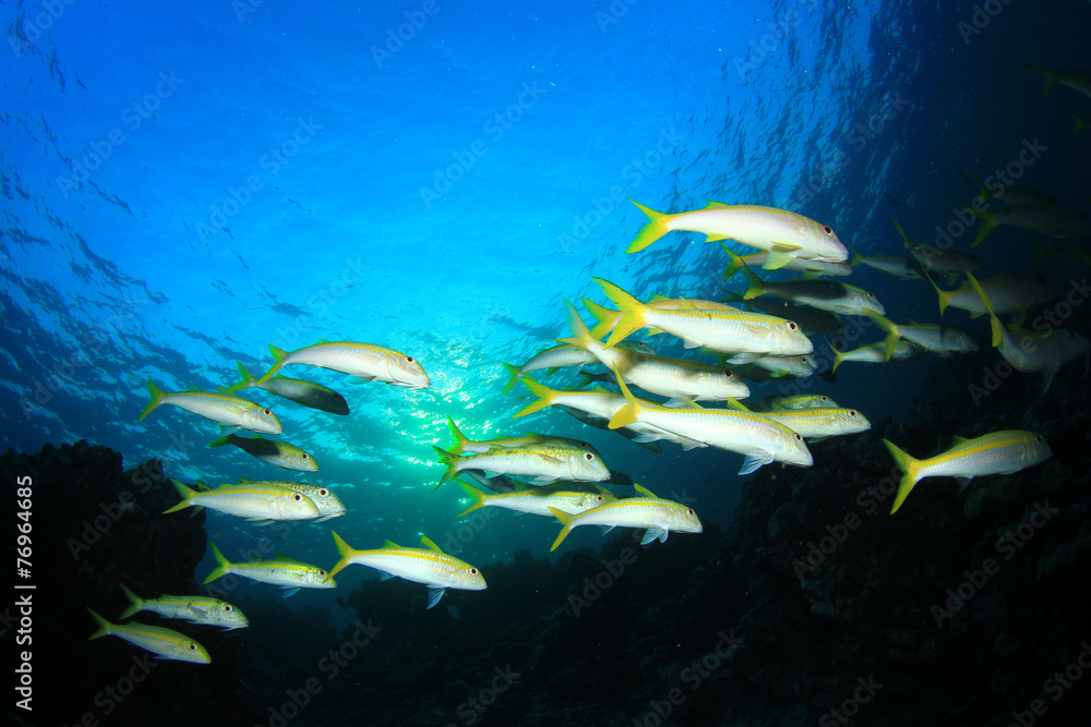 Fototapeta premium School yellow fish: Goatfish