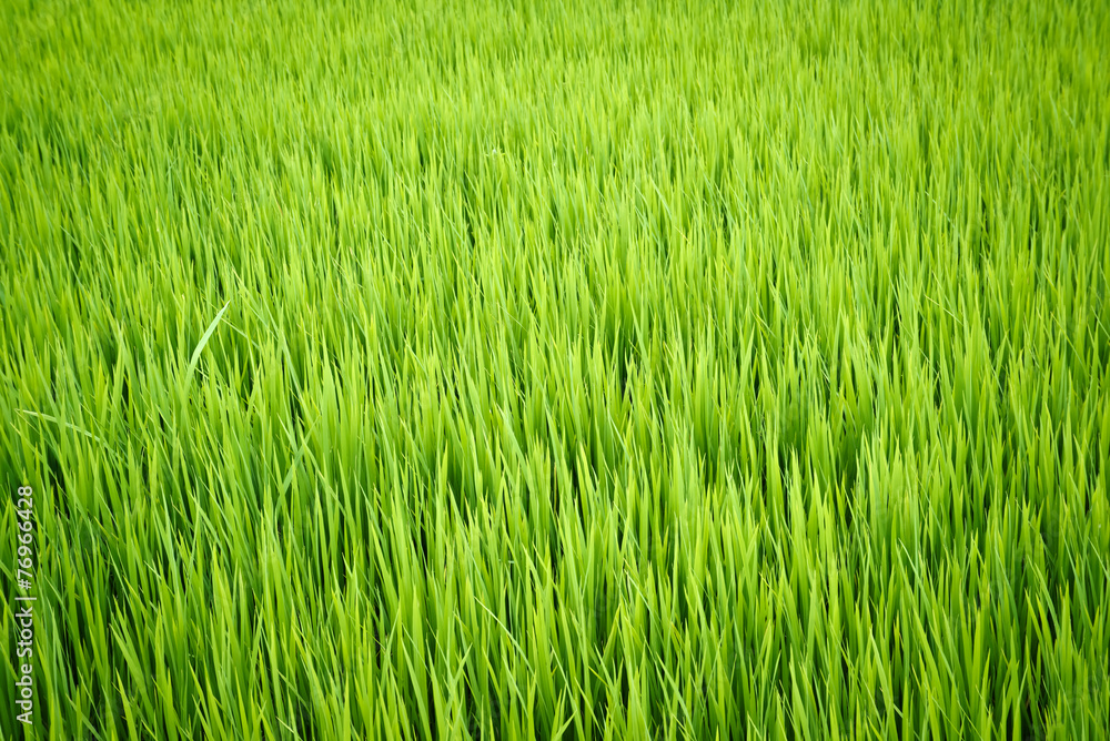 rice plant in paddy field