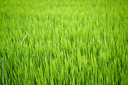 rice plant in paddy field