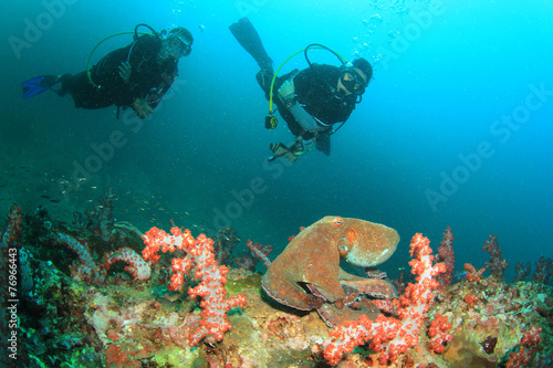 Octopus and scuba divers