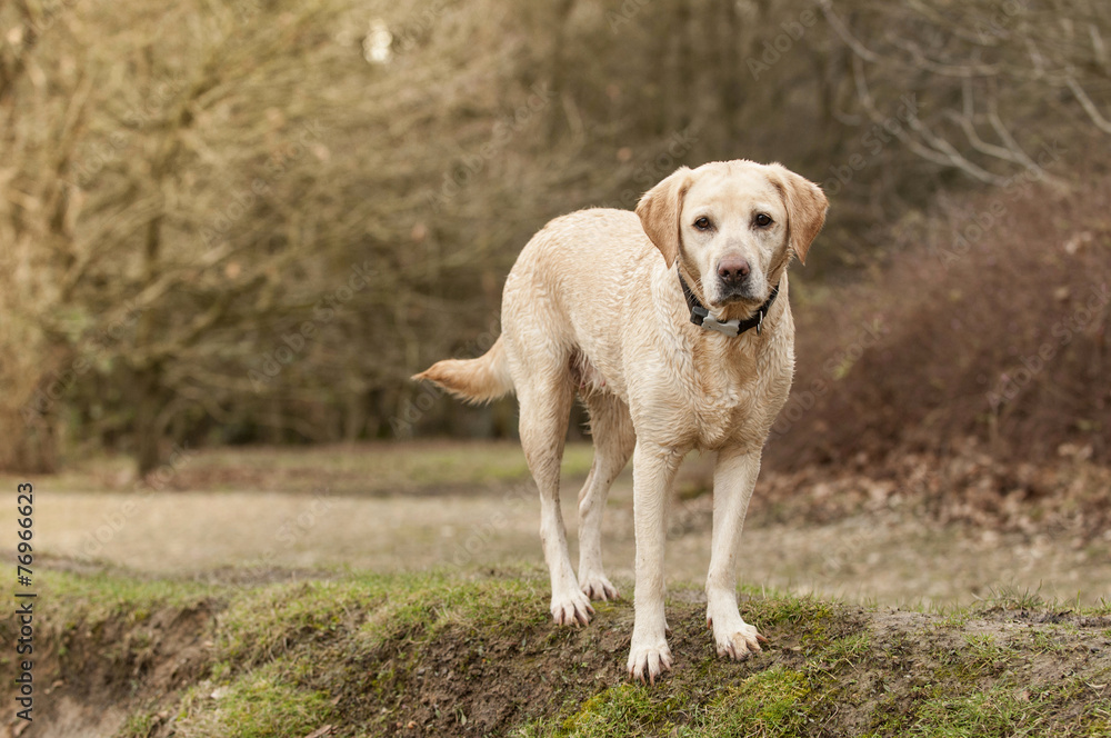 beautiful labrador puppy