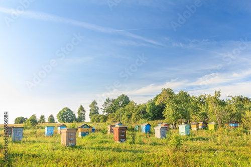 Rural bee-garden with several hives photo