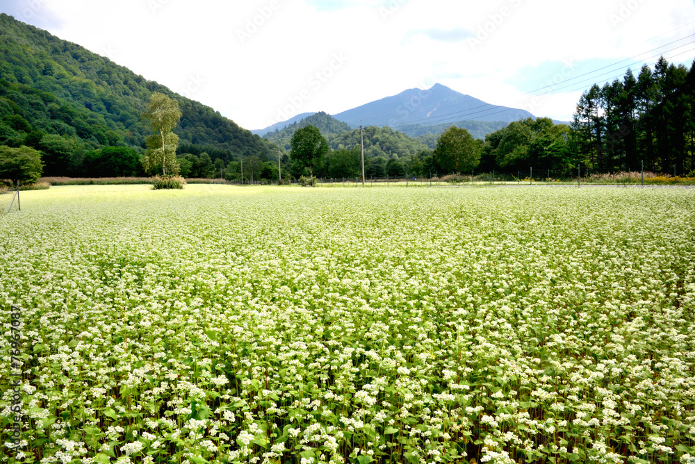 満開のそば畑 満開のそば畑