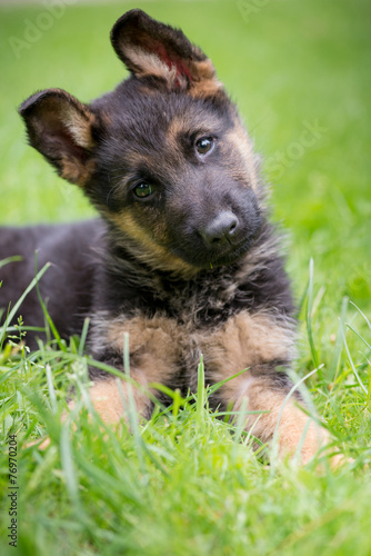 Fototapeta Naklejka Na Ścianę i Meble -  Curiosità
