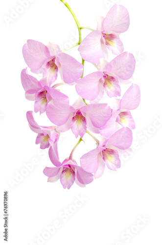Fototapeta Naklejka Na Ścianę i Meble -  Pink orchid flower on white background