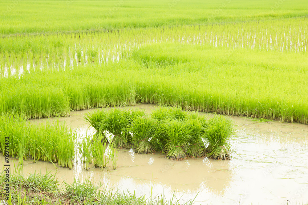 Obraz premium Rice seedlings