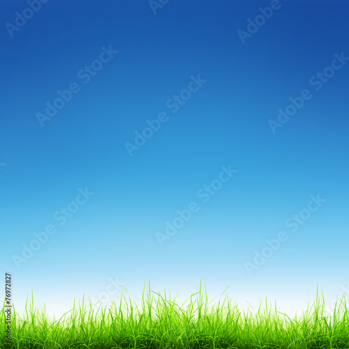 grass