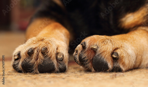 Dogs paws © tverkhovynets