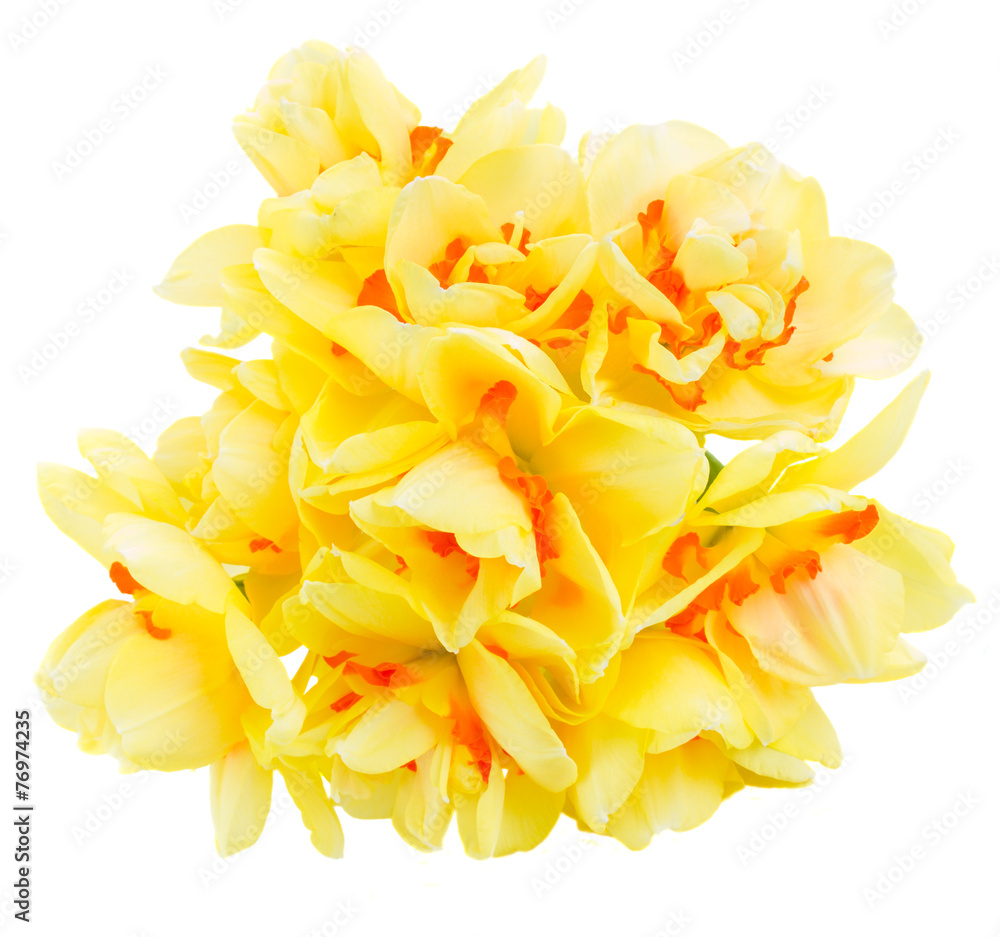 spring narcissus spring narcissus