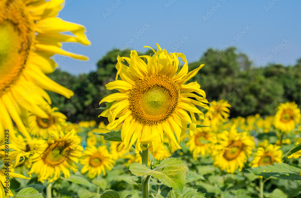 Sunflower blooming in field